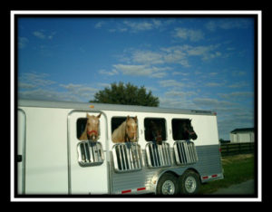 Horse Trailer